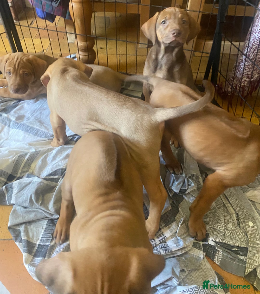Rhodesian Ridgeback dogs for sale: LADYLIUWA KC REG. LITTER: LAST TWO PUPS FOR SALE in Grantham - Image 26