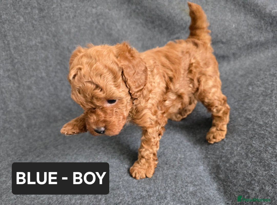 Toy Poodle dogs for sale: STUNNING RED TOY POODLE 🤩🐶 - Image 10
