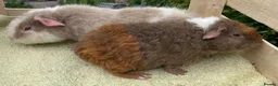 Guinea Pig rodents for sale: Stunning red eyed pure bred Teddy boys/boars - Advert 23