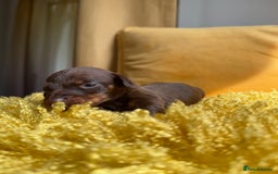 Miniature Dachshund dogs for sale: Miniature Dachshund stunning puppies  - Image 39