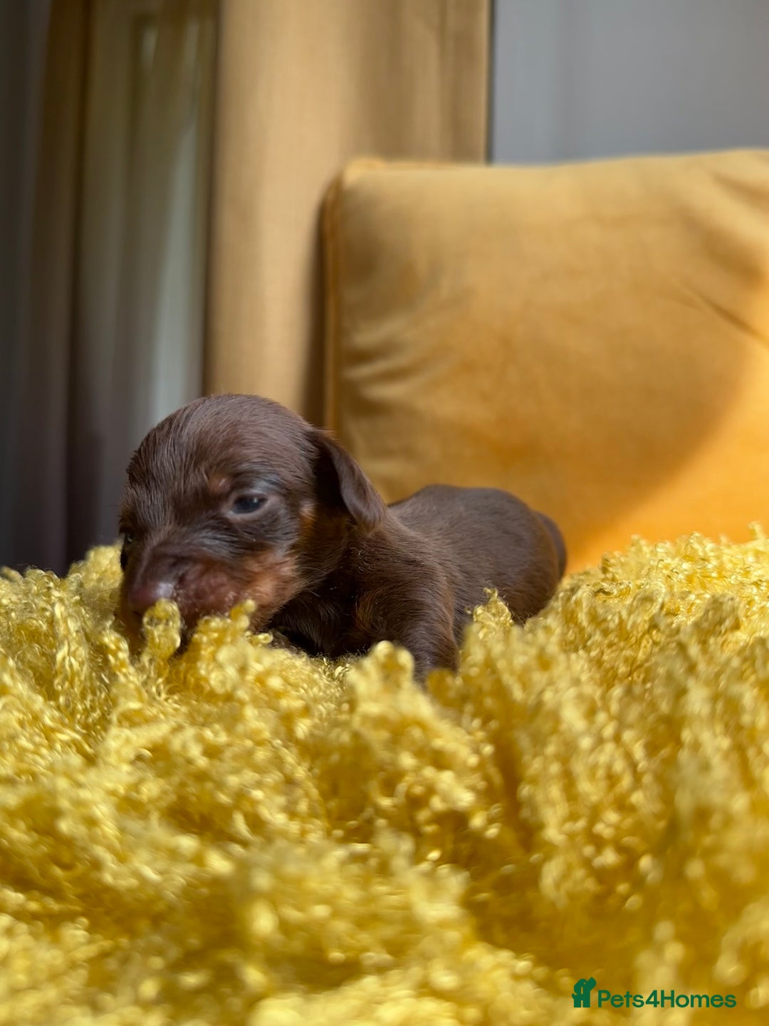 Miniature Dachshund dogs for sale: Miniature Dachshund stunning puppies  - Image 39
