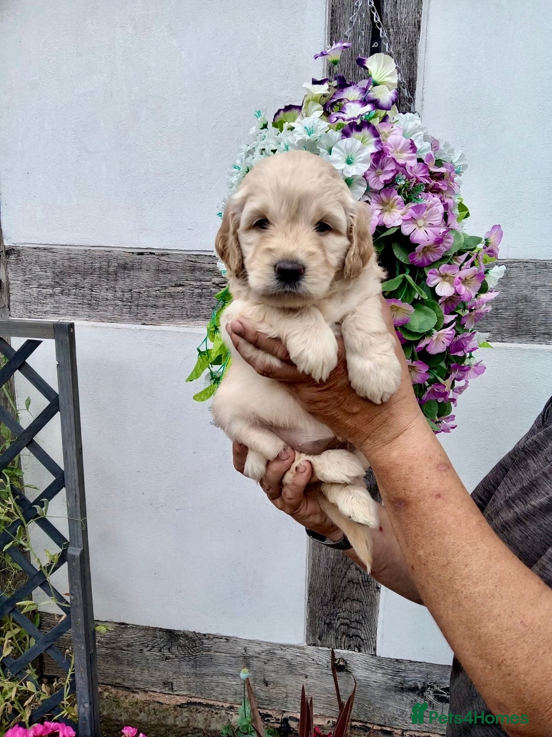 Goldendoodle dogs for sale: 2 left gorgeous f1 mini goldendoodle dna clear - Image 12