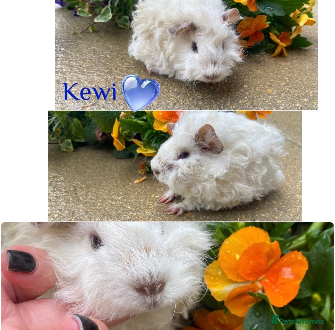 Guinea Pig rodents Pedigree Lunkarya Cali and Dalmation Guinea pigs  - Advert 3