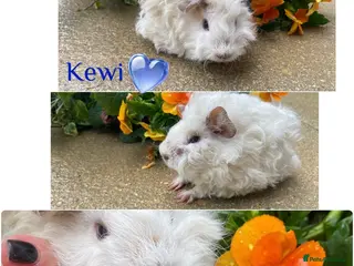 Guinea Pig rodents Pedigree Lunkarya Cali and Dalmation Guinea pigs - Advert 3