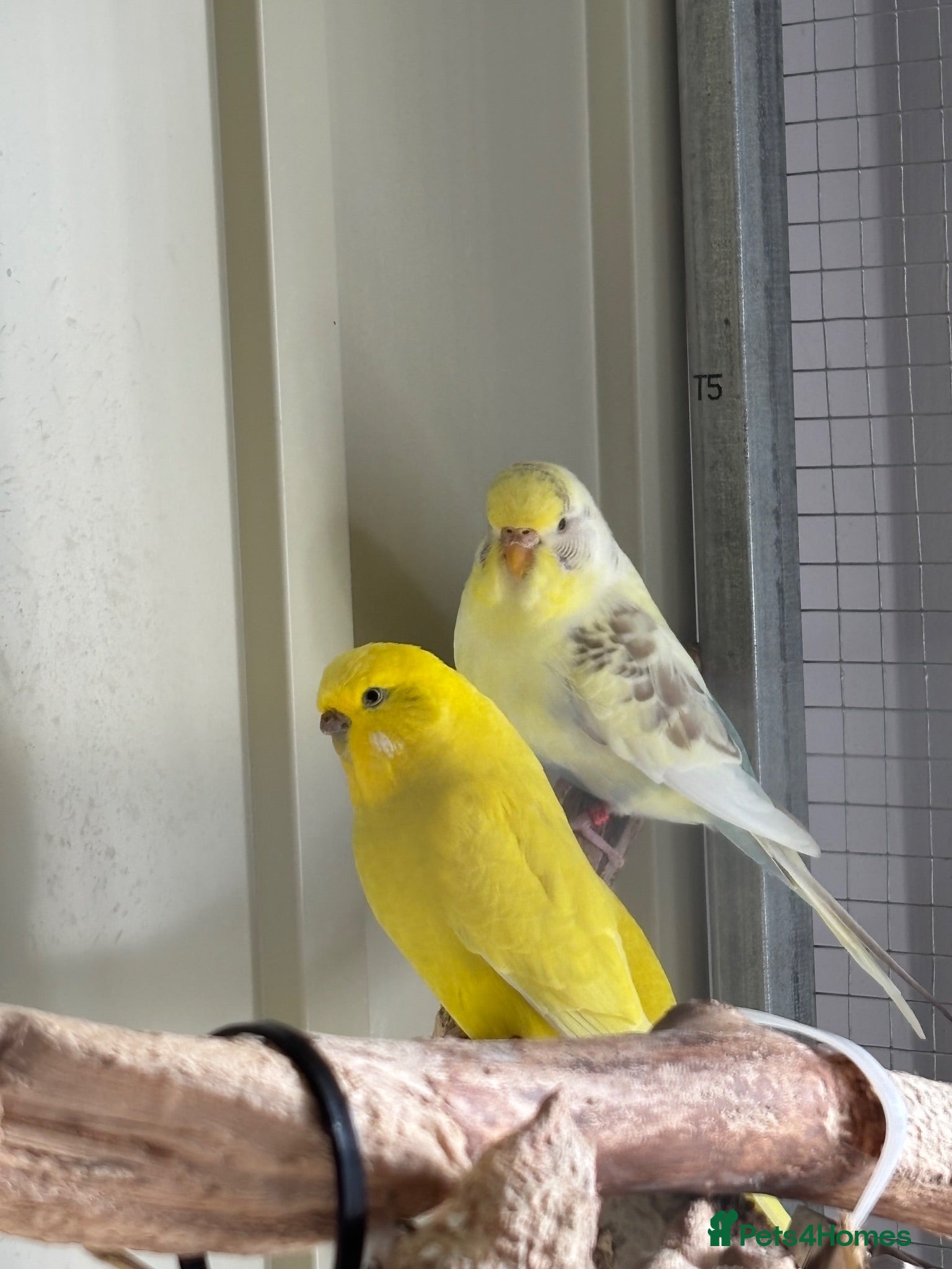 Budgerigars birds 2 female budgies - Advert 3