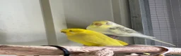 Budgerigars birds for sale: 2 female budgies - Advert 1