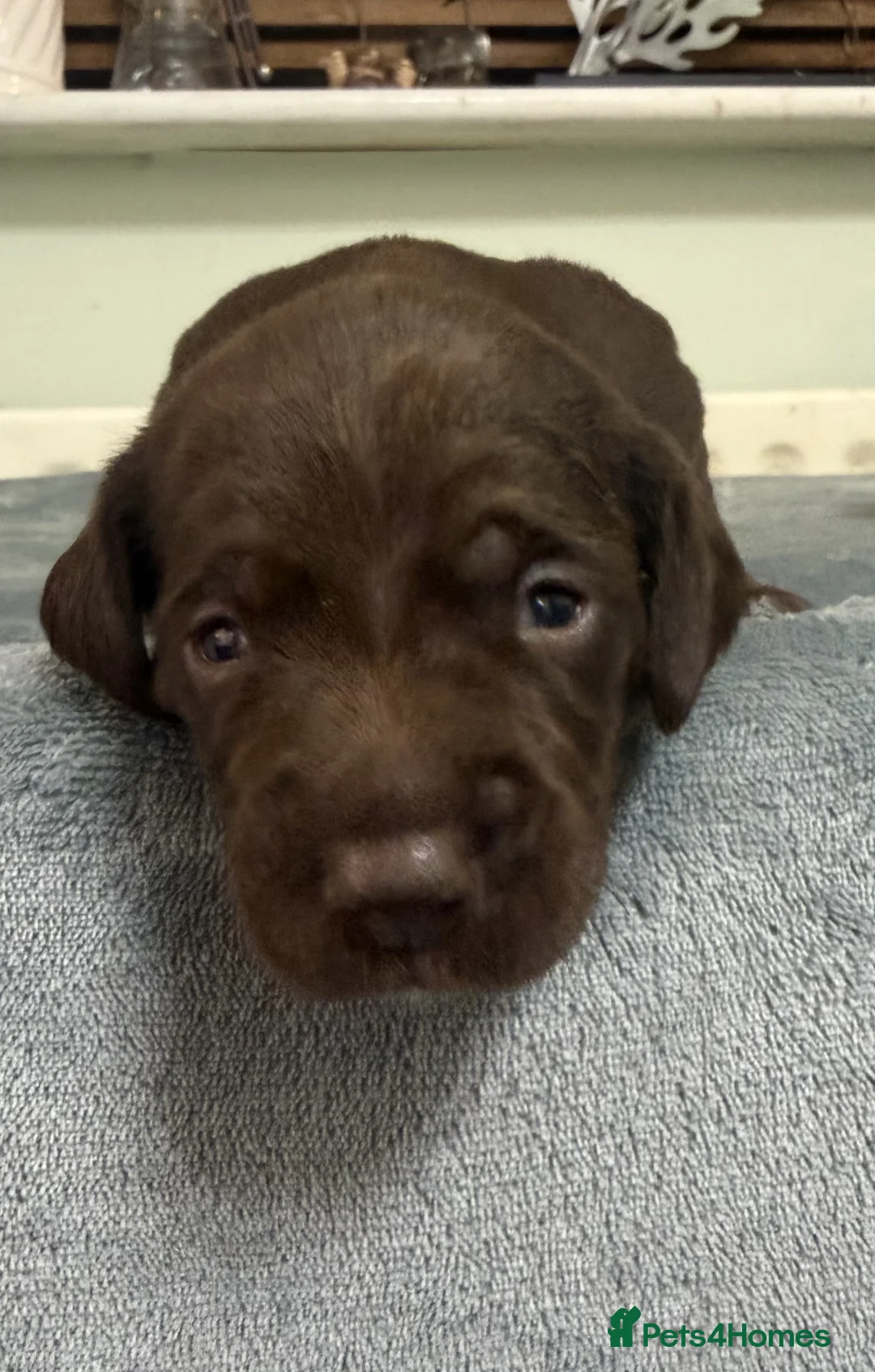 Mixed Breed dogs for sale: Cockalier (King Charles Spaniel) X Dachshund Cross - Advert 7