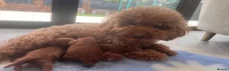 Toy Poodle dogs for sale: Deep red kc true size toy poodles - Advert 10