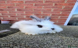 Angora rabbits for sale: Urgent 3 male rabbits for adoption  - Image 7