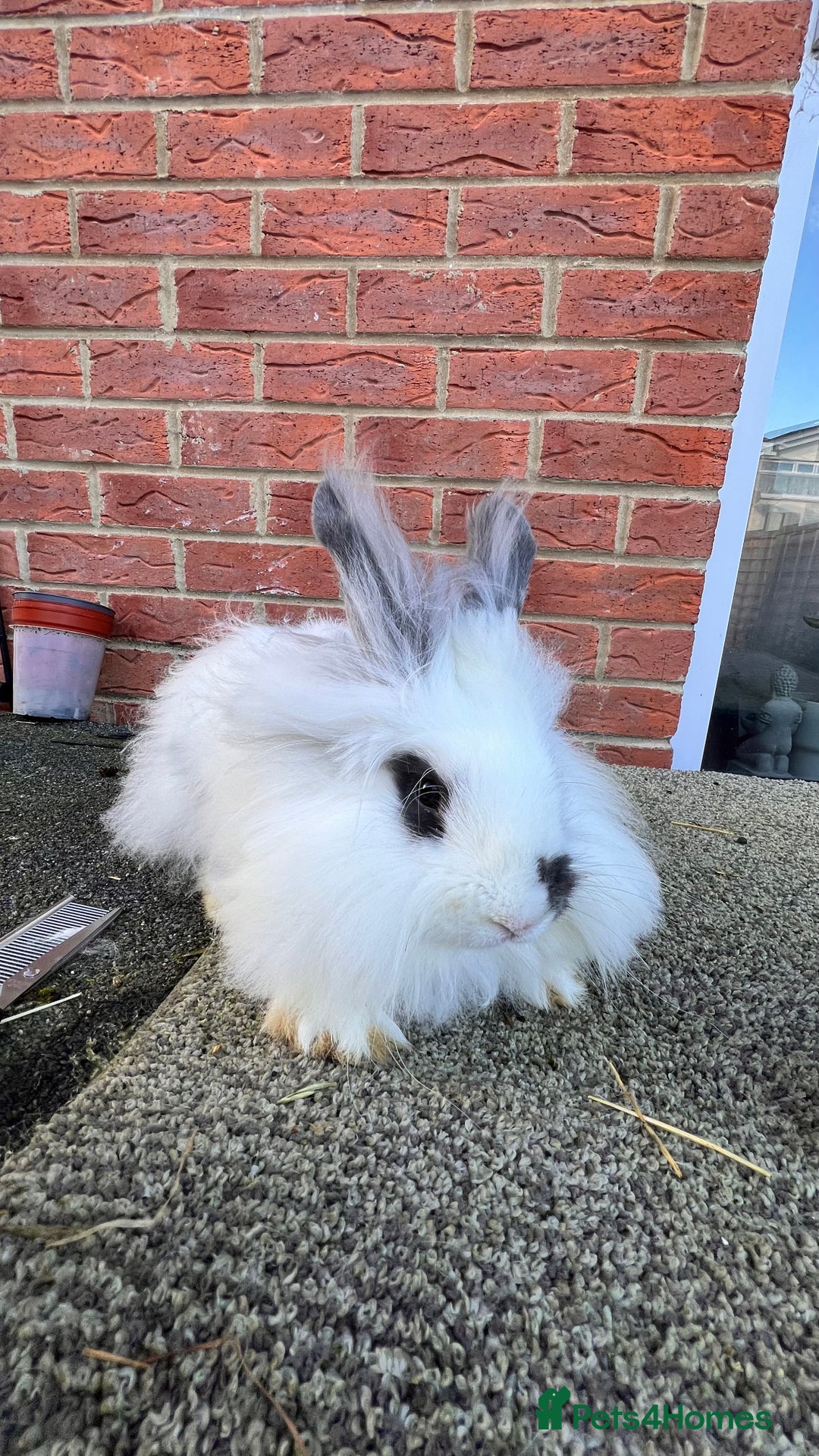 Angora rabbits for sale: Urgent 3 male rabbits for adoption  - Image 7