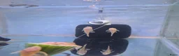 Plecos fish for sale: Bristlenose pleco common/albino available  - Advert 3