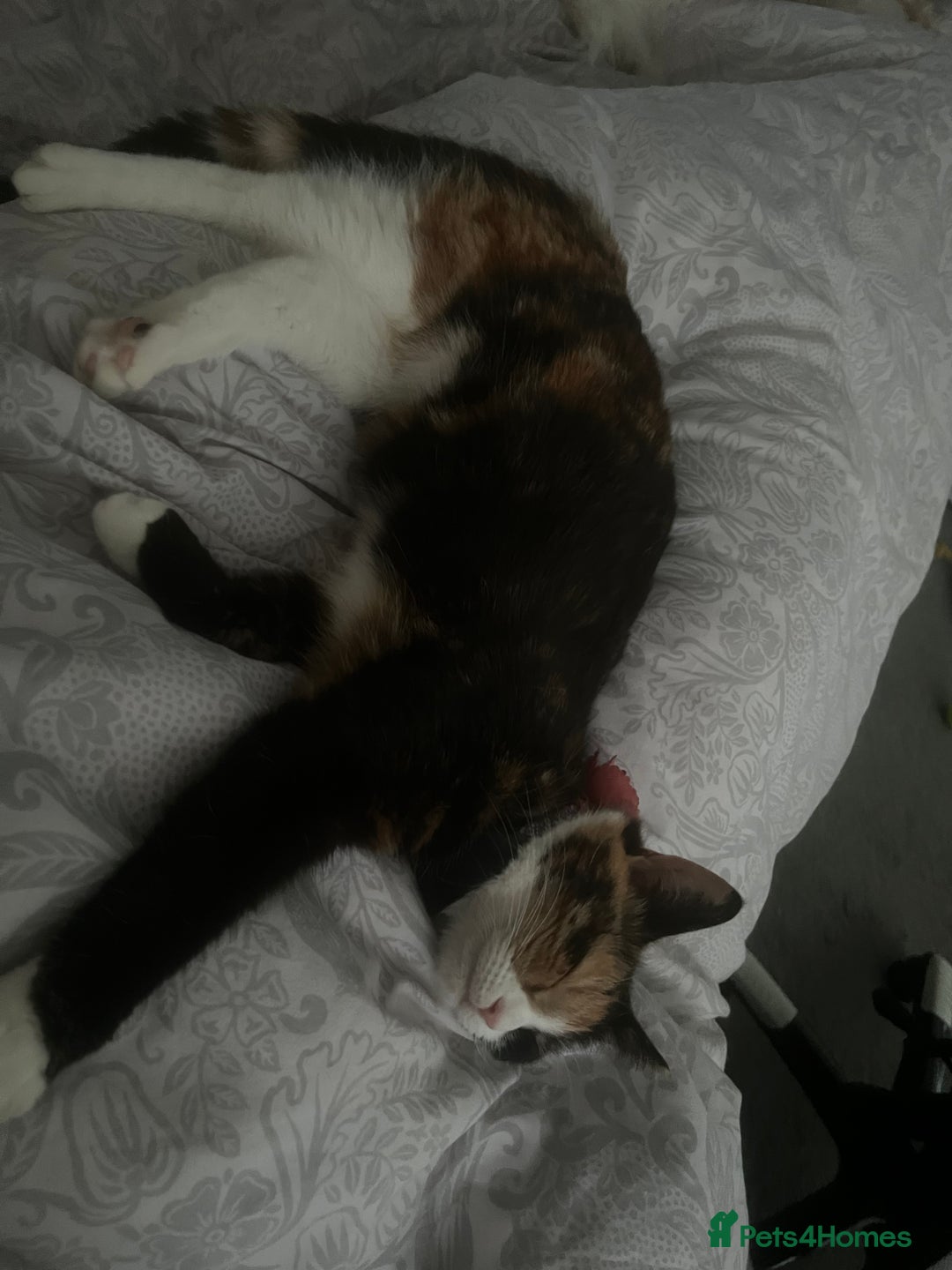 Domestic Shorthair cats for sale: Are you Bambis forever home? - Image 11