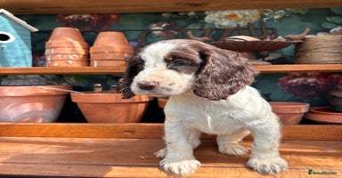Cocker Spaniel dogs - Advert 2