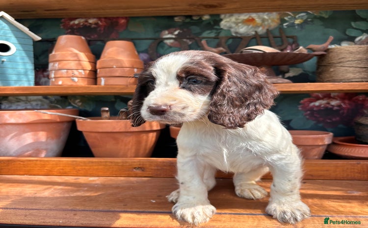 Cocker Spaniel dogs - Advert 4