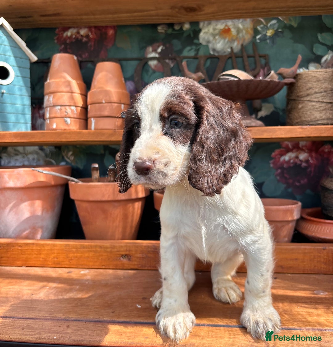 Cocker Spaniel dogs for sale: 3 cocker spaniels  - Image 3