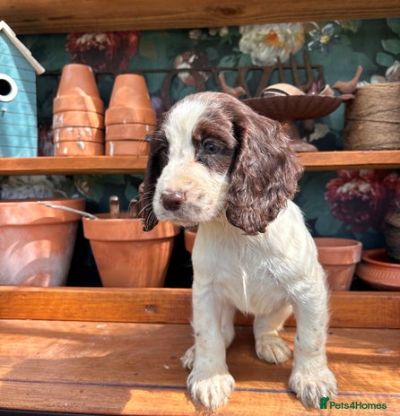 Cocker Spaniel dogs - Advert 10