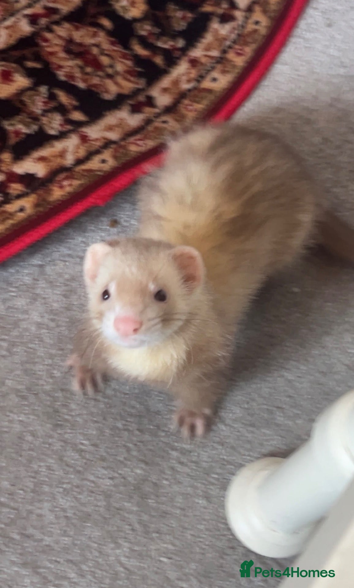 Ferret rodents Male ferret  - Advert 1