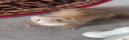 Ferret rodents for sale: Male ferret  - Advert 1