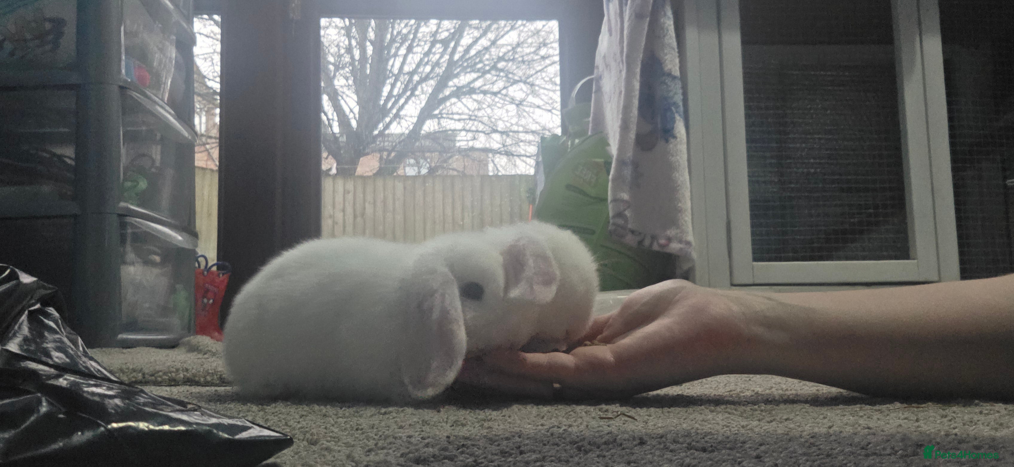 Mini Lop rabbits Mini Lop Baby Rabbits – Ready for Loving Homes - Advert 2