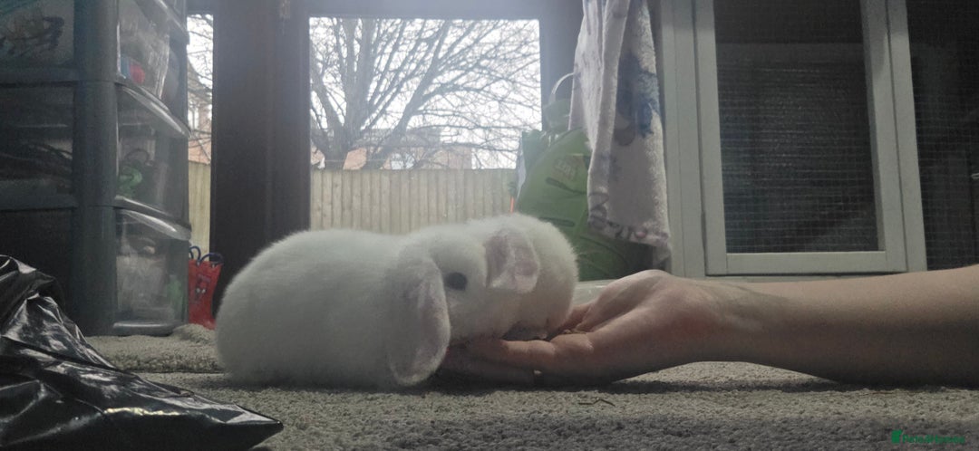 Mini Lop rabbits for sale: Mini Lop Baby Rabbits – Ready for Loving Homes - Advert 1