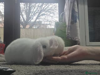Mini Lop rabbits Mini Lop Baby Rabbits – Ready for Loving Homes - Advert 1