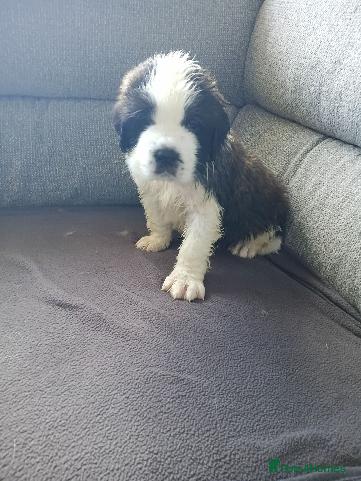 Saint Bernard dogs St Bernard kc registered puppies - Advert 2