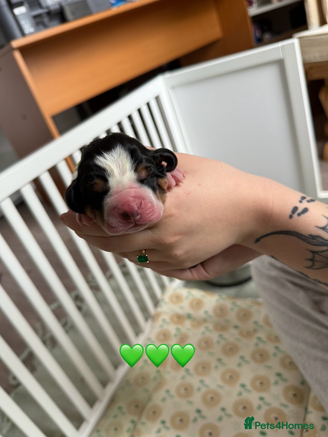 Basset Hound dogs for sale: Beautiful Basset Hound Puppies  - Image 8