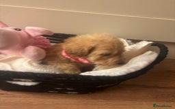 Labradoodle dogs for sale: F1 Labradoodles  - Image 5