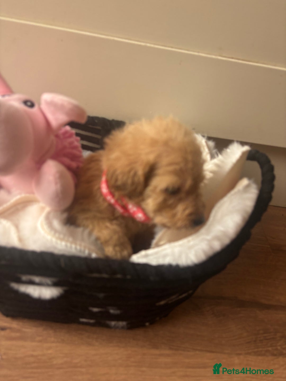 Labradoodle dogs for sale: F1 Labradoodles  - Image 5