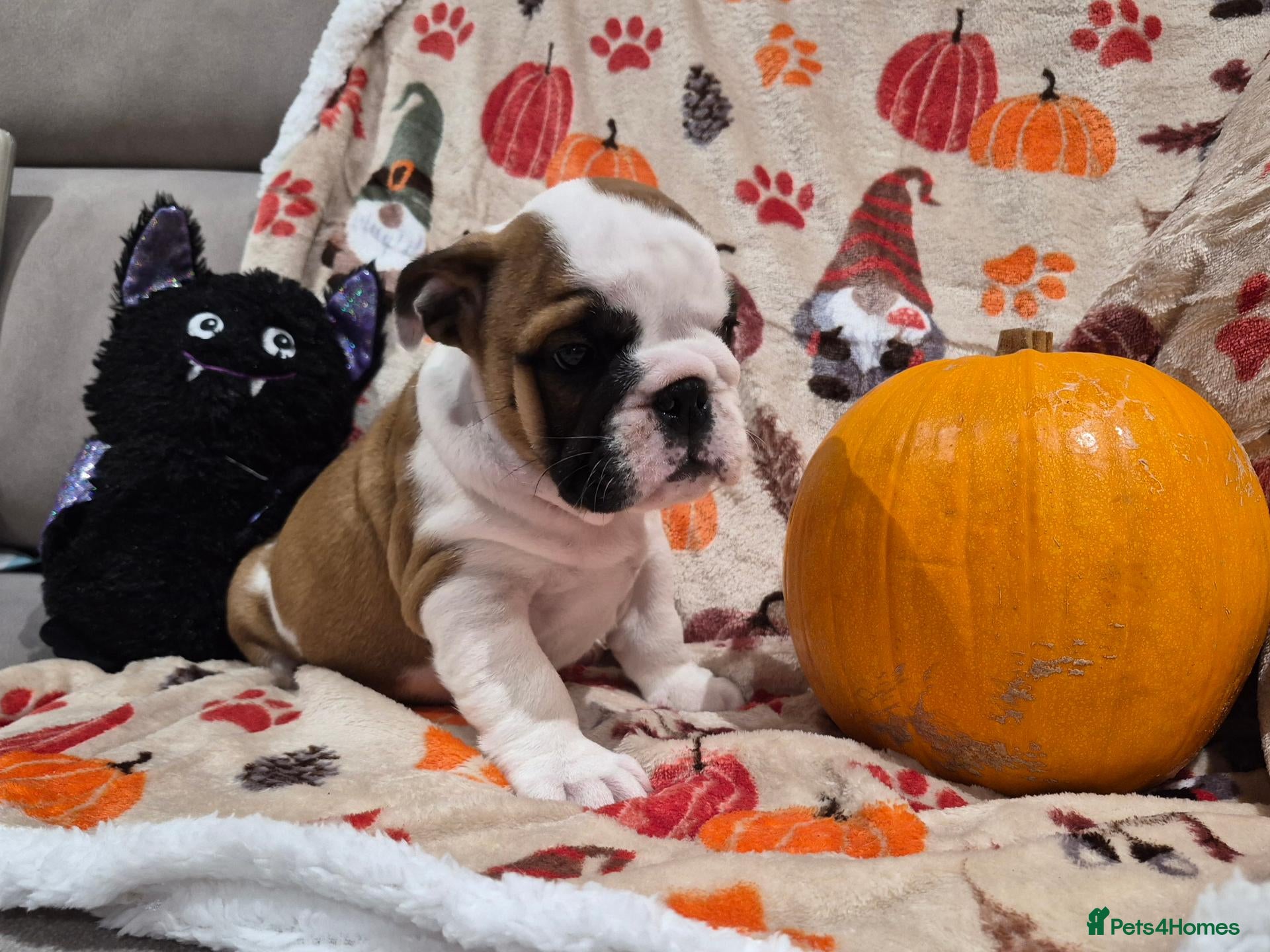 English Bulldog dogs for sale: Sired by top male bulldog at crufts 2026  - Advert 4