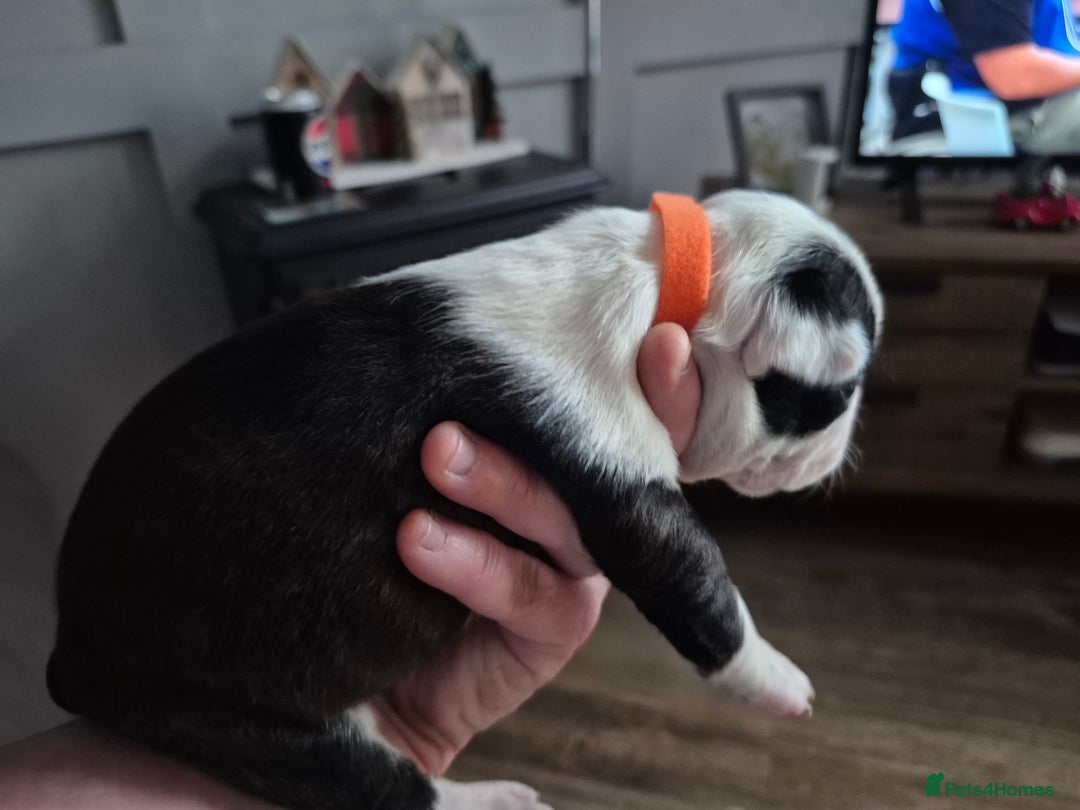 Boston Terrier dogs for sale: Gorgeous chunky Boston terrier pups - Advert 30