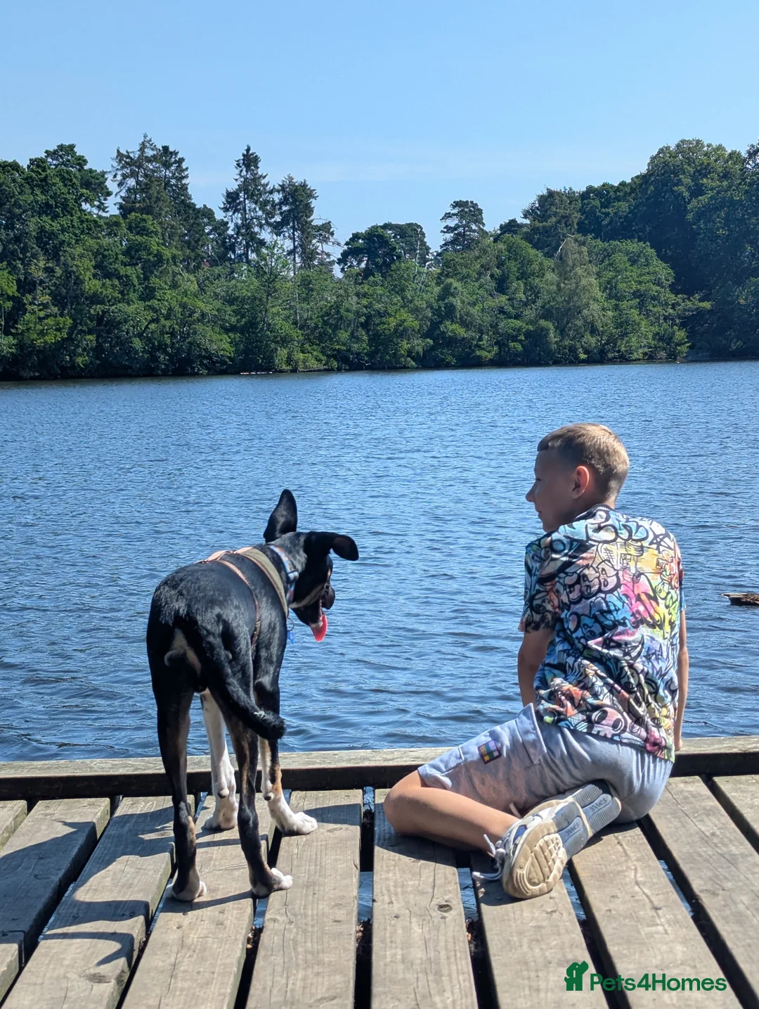 Border Collie dogs for sale: Beautiful Leo - Advert 3