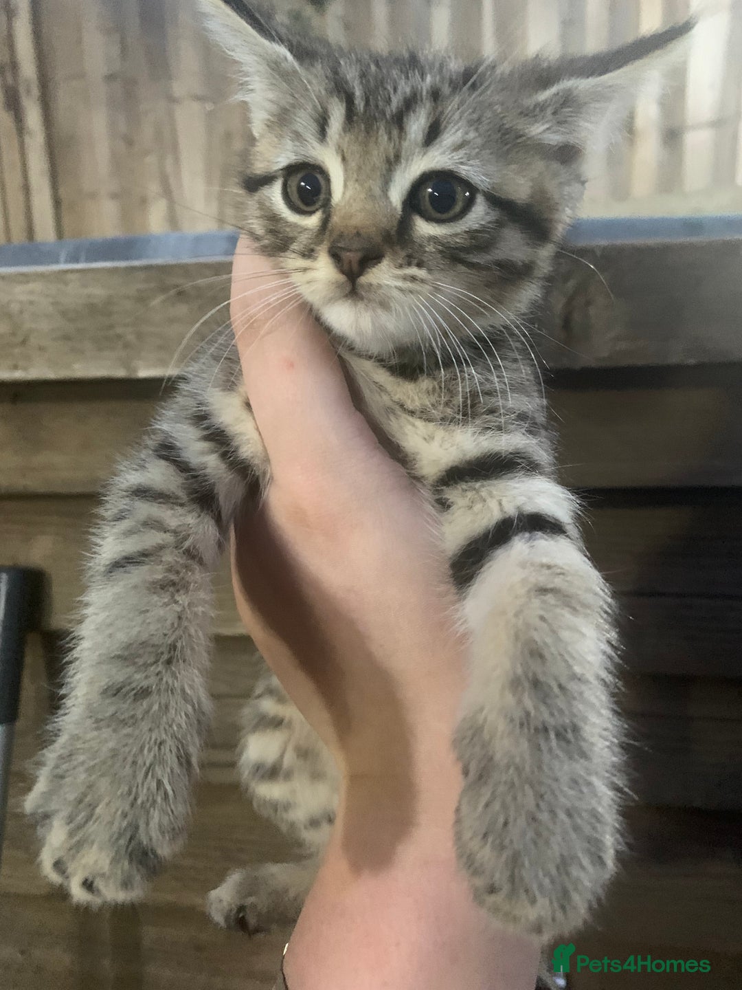 Persian cats for sale: ONLY 1 BOY 1 GIRL LEFT  - Image 2