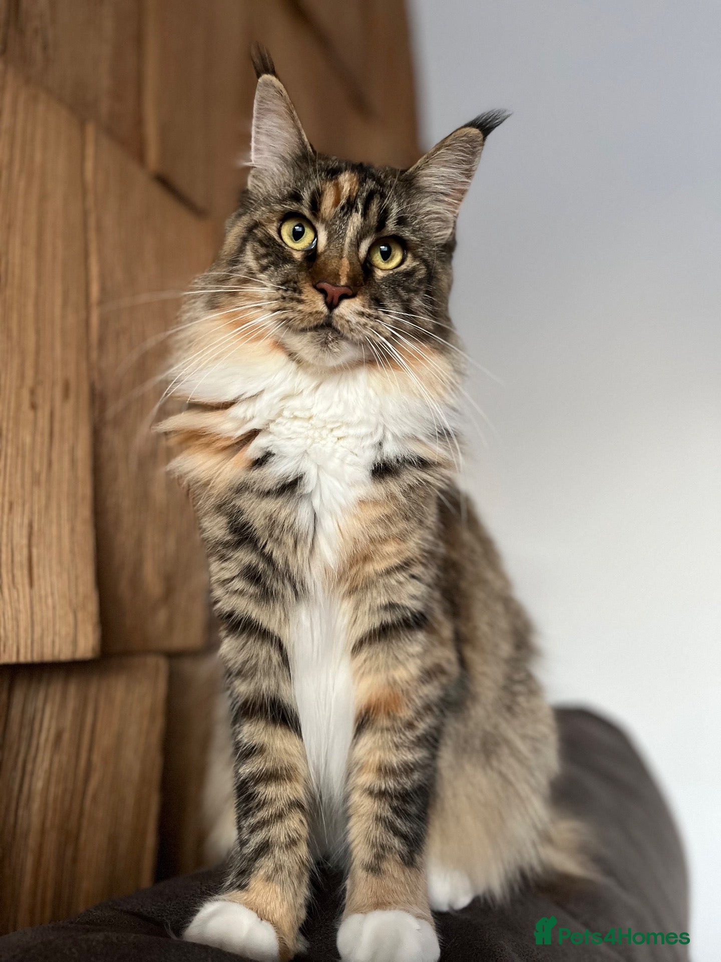 Maine Coon cats Maine Coon female for sale - Advert 1