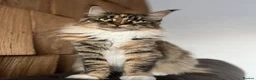 Maine Coon cats for sale: Maine Coon female for sale in Basildon - Advert 1