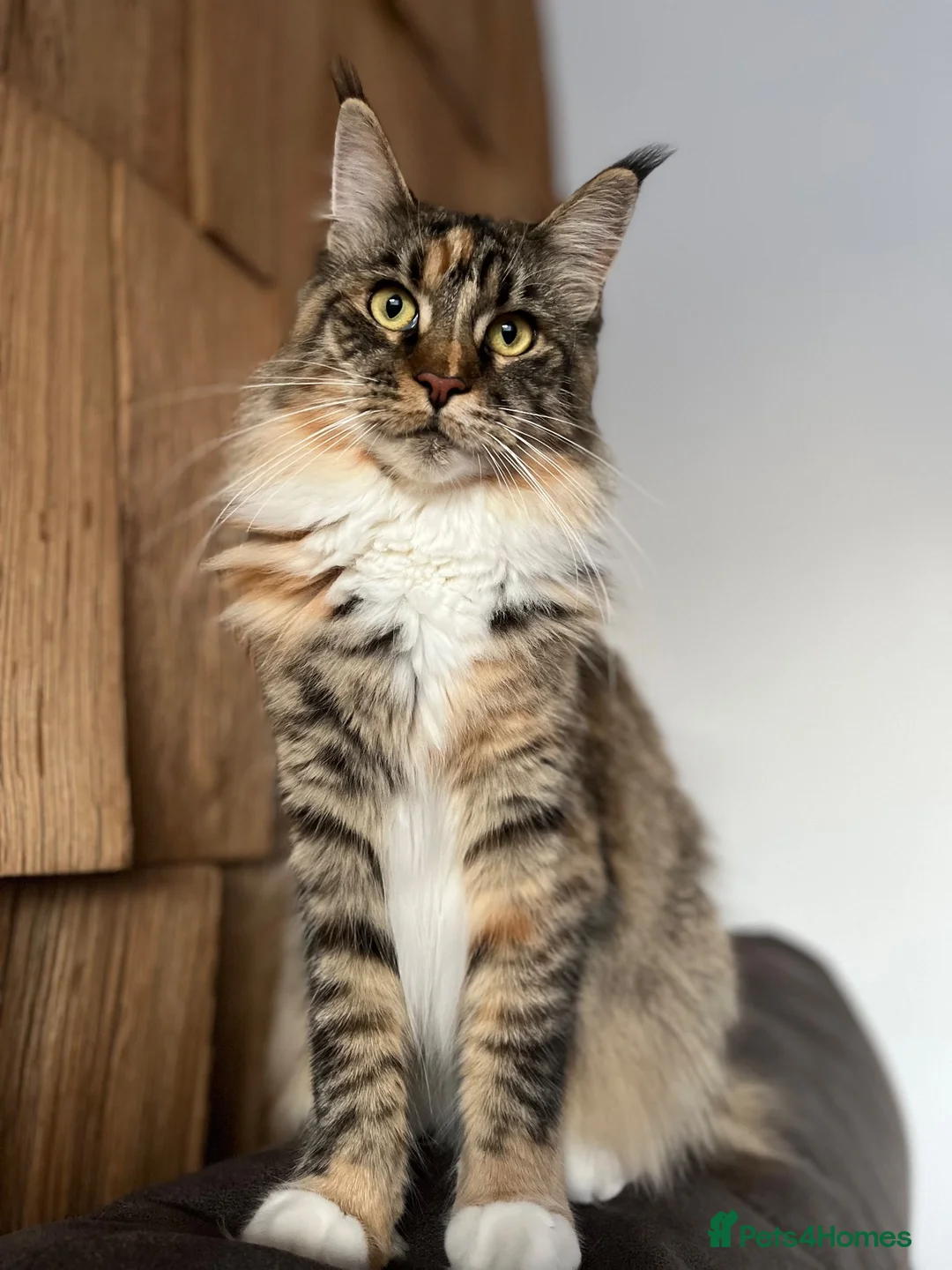 Maine Coon cats for sale: Maine Coon female for sale in Basildon - Advert 1