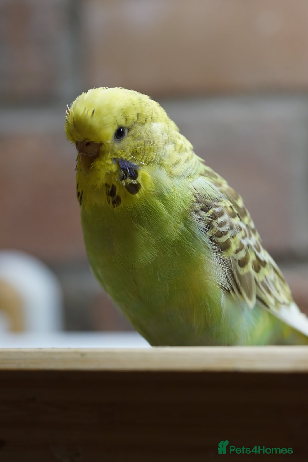 Budgerigars birds for sale: Budgies  - Advert 8