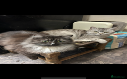 British Shorthair cats for sale: British cross domestic cat  - Image 3