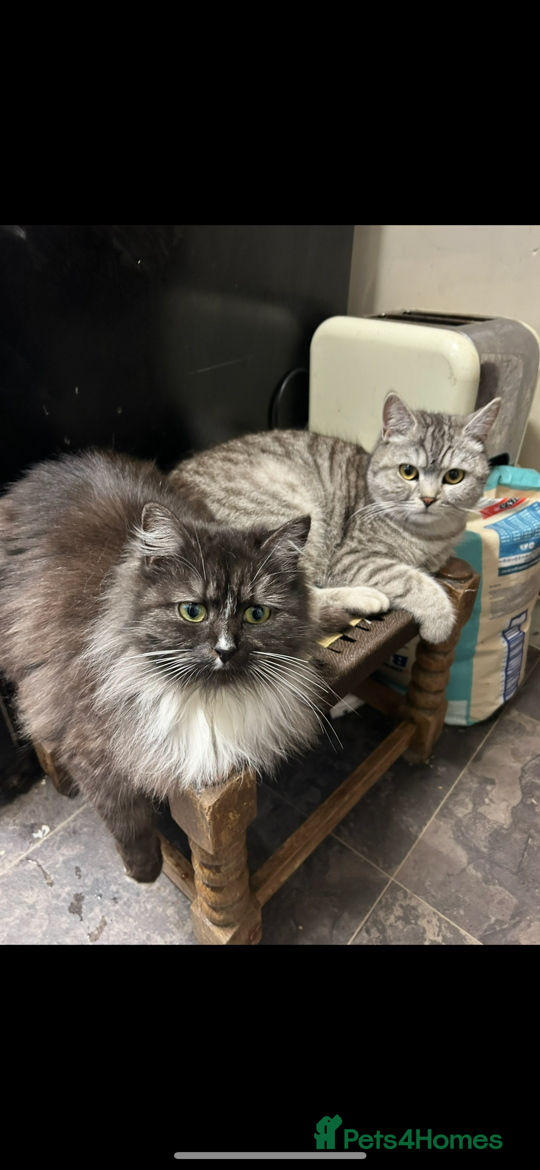 British Shorthair cats for sale: British cross domestic cat  - Image 3