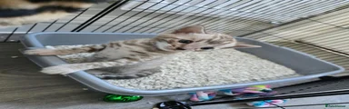 Bengal 2 - Male - Snow