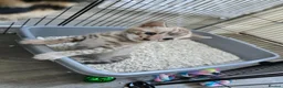 Bengal cats for sale: Championship F6 Beautiful Bengal Kittens ❤️ - Advert 8