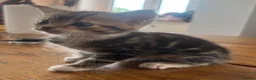 Maine Coon cats for sale: Maine Coon cross kittens for sale in Whitchurch - Advert 4