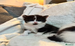 Domestic Shorthair cats for sale: Beautiful litter of kittens - Image 3