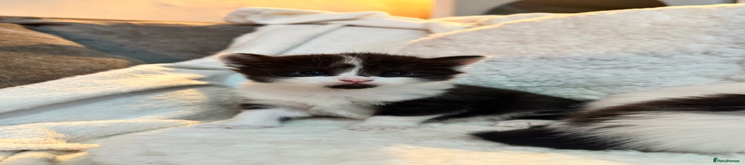 Domestic Shorthair Kitten 1