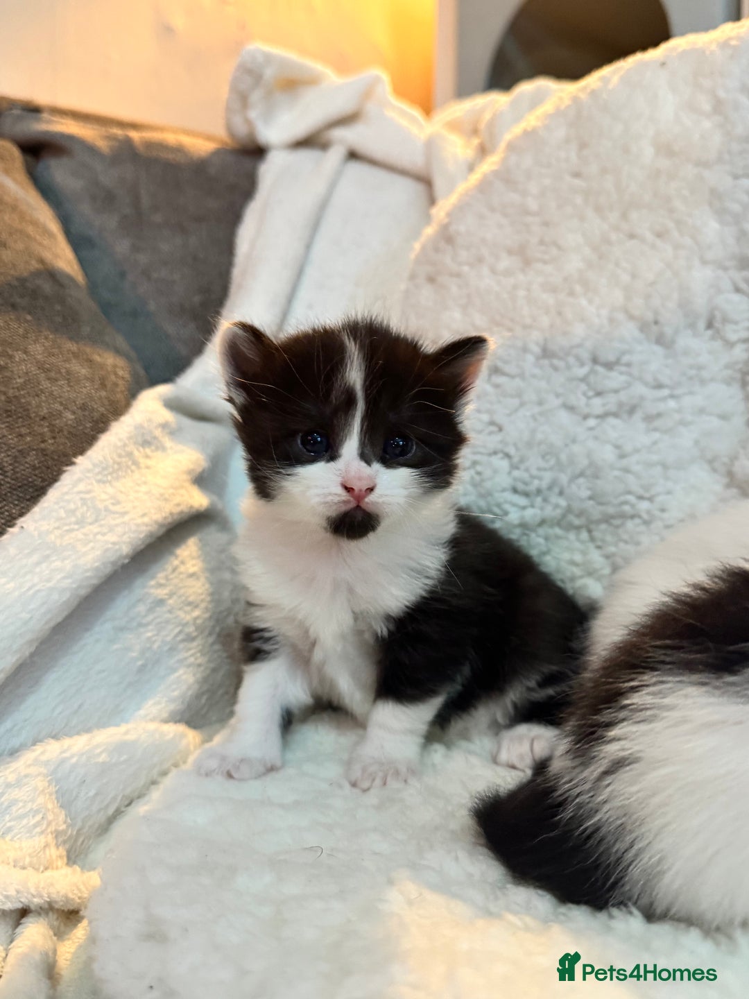 Domestic Shorthair cats for sale: Beautiful litter of kittens - Image 3