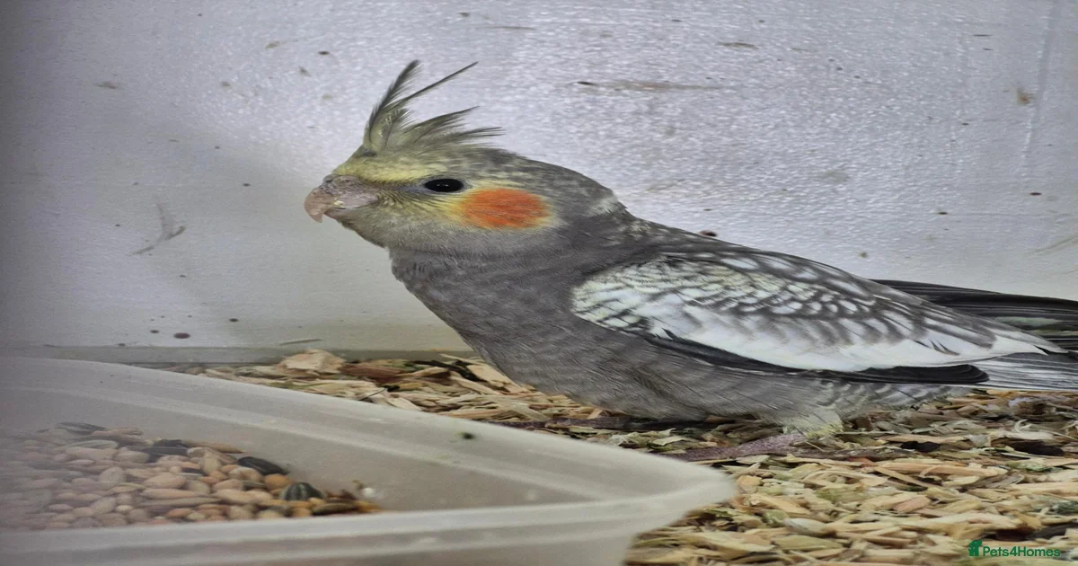 Cockatiels Birds for sale in England | Pets4Homes