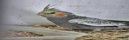 Cockatiels birds for sale: Young Cockatiels and semi tame cockatiels  - Advert 4