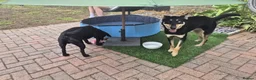 Mixed Breed dogs for adoption: ❤️🐶 CHLOE – THE KIND OF DOG EVERYONE DREAMS OF in Swindon - Advert 22