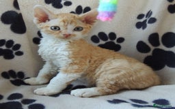 Devon Rex cats for sale: Beautiful Devon Rex Kittens - GCCF registered - Image 24