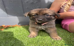 German Shepherd dogs for sale: German Shepherd Puppies, Ready to leave next week - Image 22